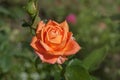 Apricot orange Floribunda Bush Rose Ã¢â¬ËPerfect PetÃ¢â¬â¢. Closeup, selective focus Royalty Free Stock Photo